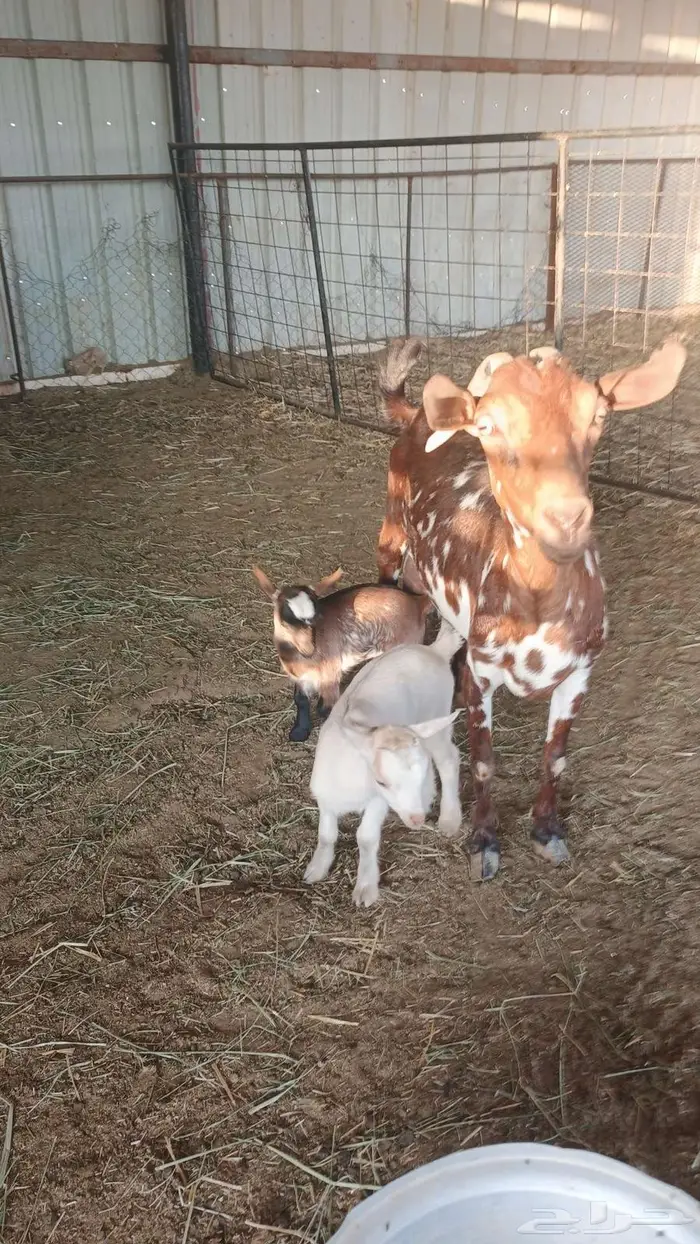 عنز قزمي معها توأم تيس وجفره 1