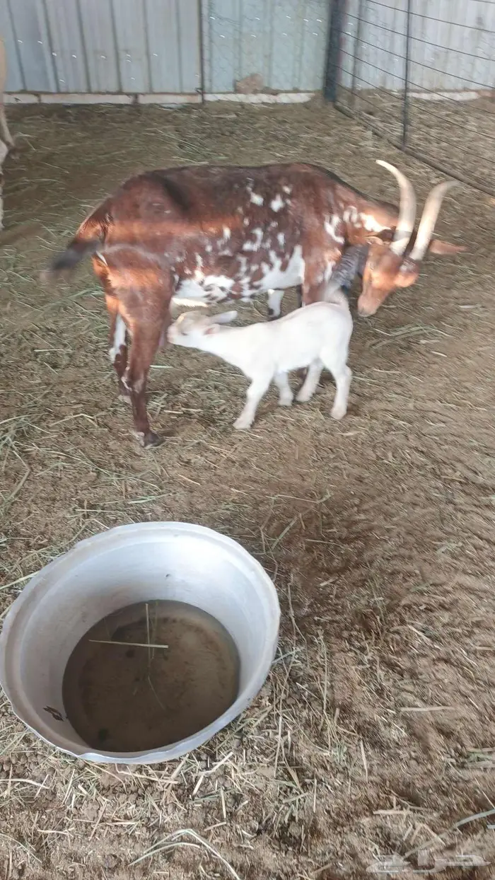 عنز قزمي معها توأم تيس وجفره 3