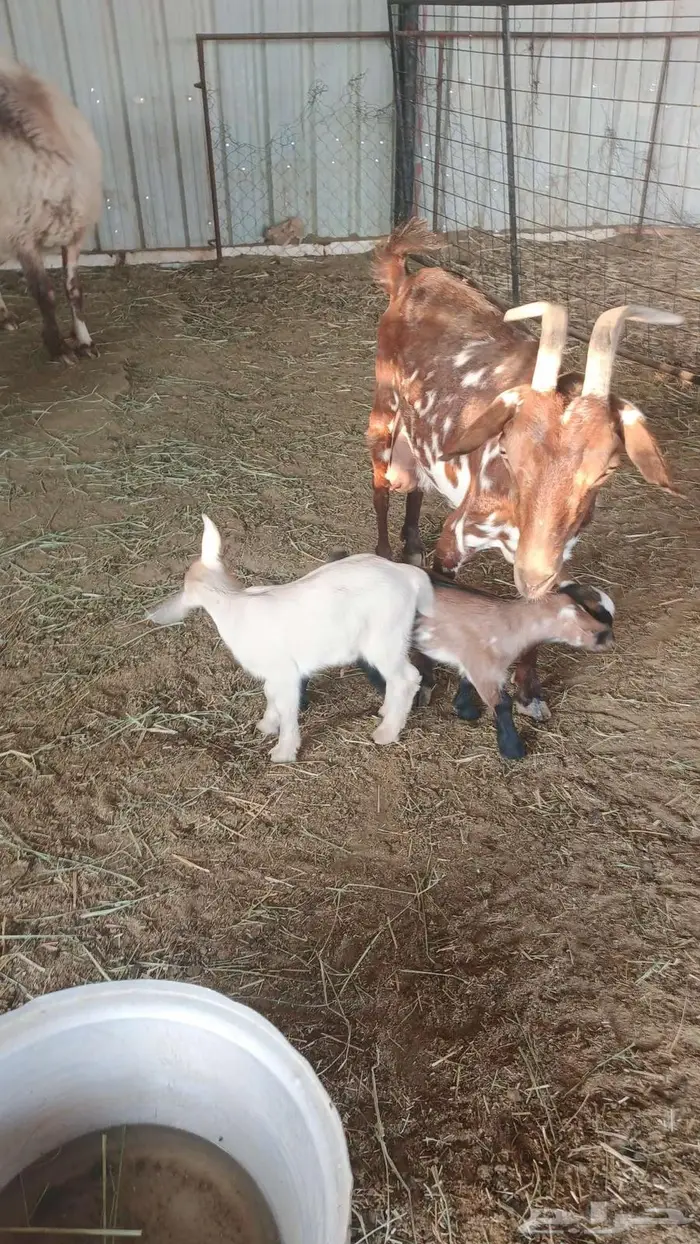 عنز قزمي معها توأم تيس وجفره 2