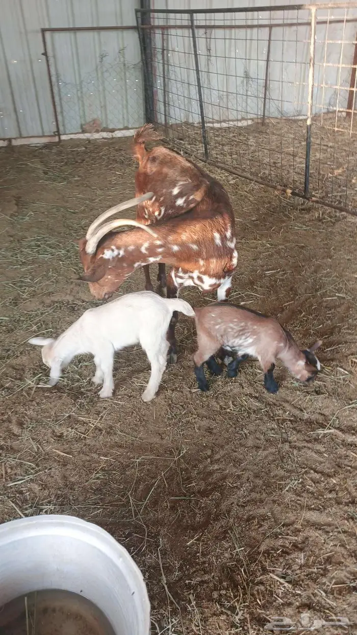 عنز قزمي معها توأم تيس وجفره 4