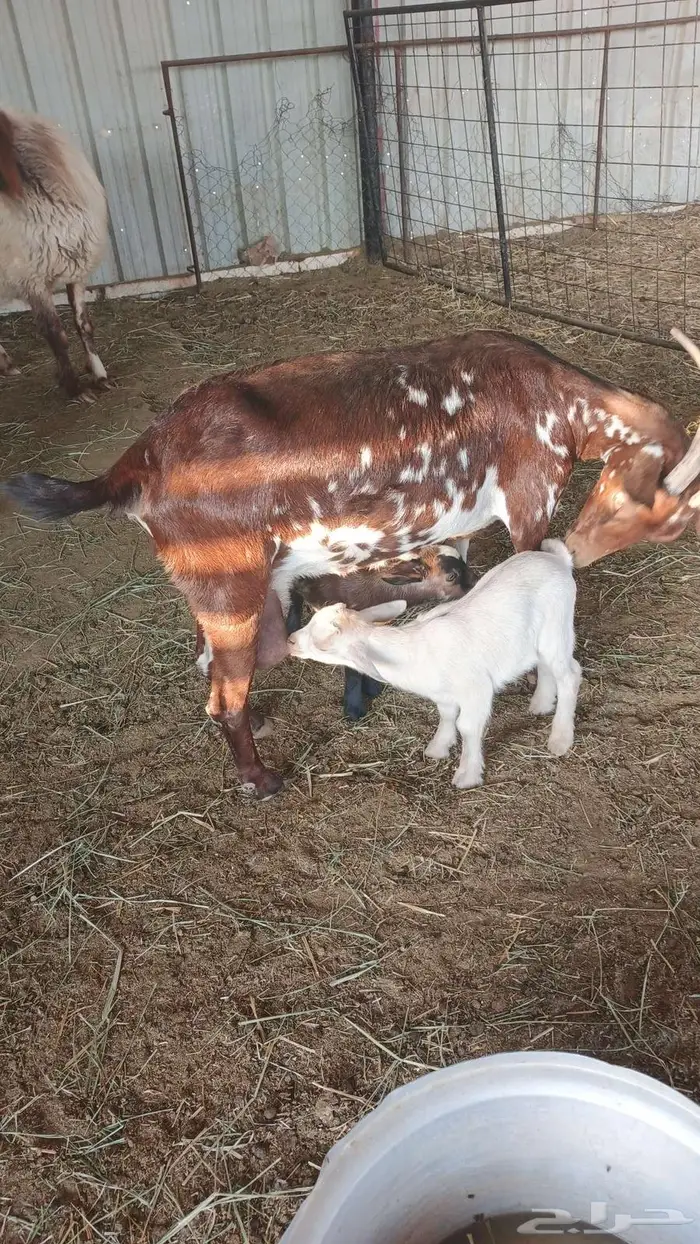 عنز قزمي معها توأم تيس وجفره 5