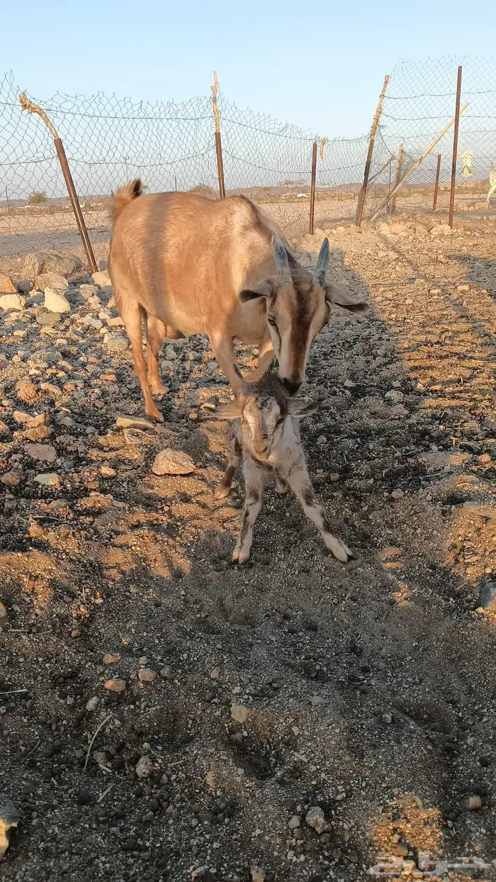 معزا مطوره مهجنه لون الصيد هجين وعل 11