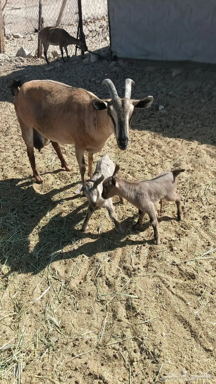معزا مطوره مهجنه لون الصيد هجين وعل 9