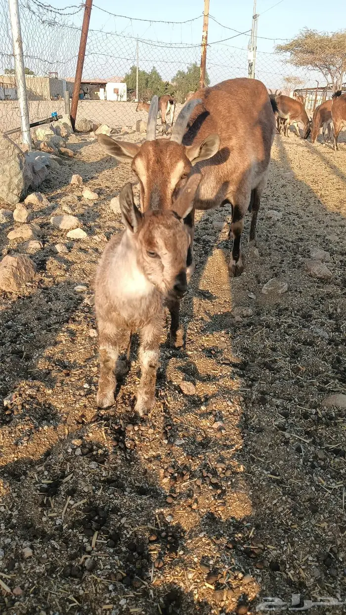 معزا مطوره مهجنه لون الصيد هجين وعل 8