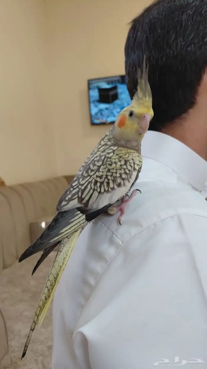كروان هدد داخلي أليف جد ا 4