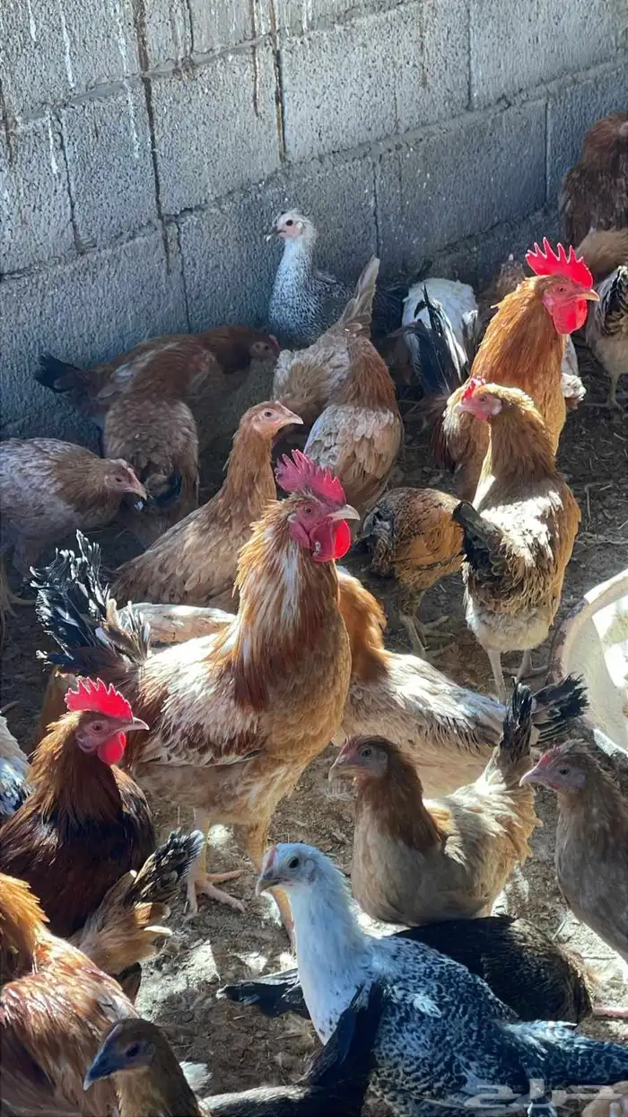 للبيع دجاج بياض 1