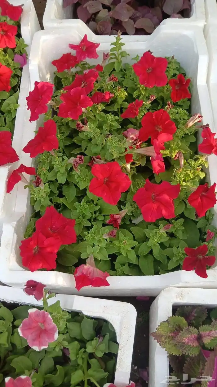 تنسيق حدائق 3