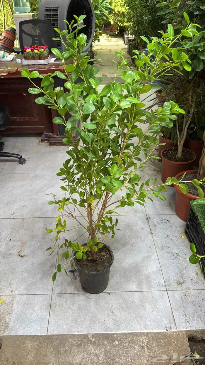 يتوفر لدينا جميع أنواع النخيل 0