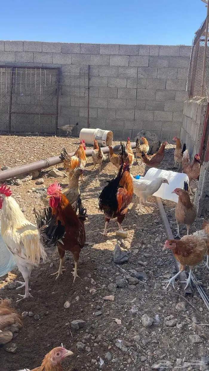 للبيع دجاج بياض 2