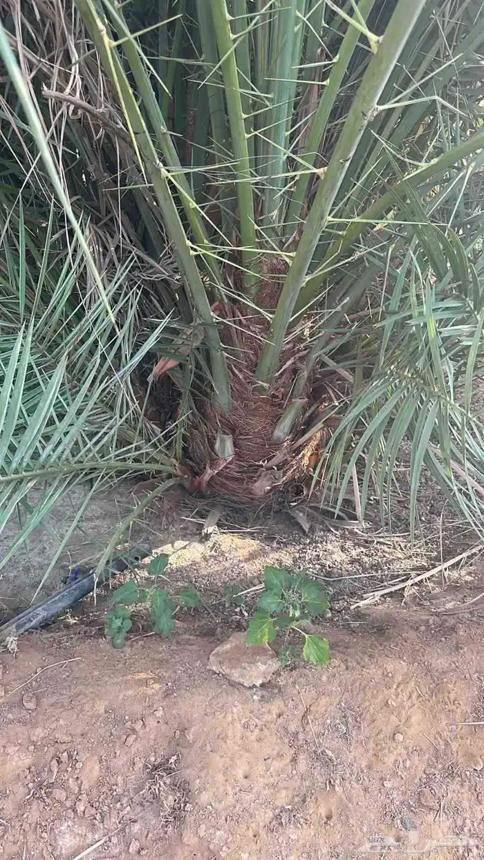 نخل القصيم ونانه سكري صقعي مجدل خلاص 9