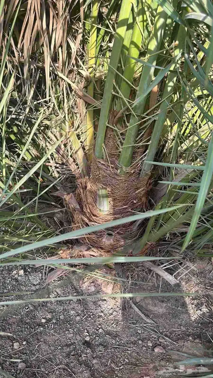 نخل القصيم ونانه سكري صقعي مجدل خلاص 7