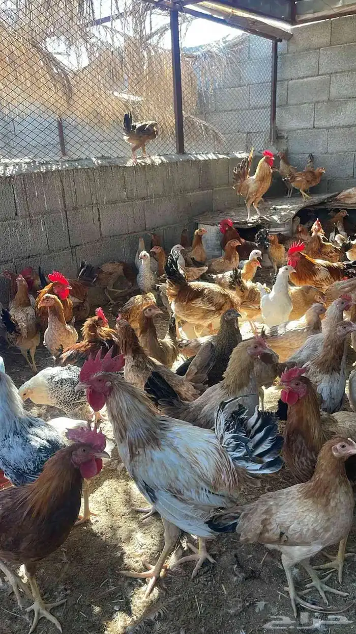 للبيع دجاج بياض 0