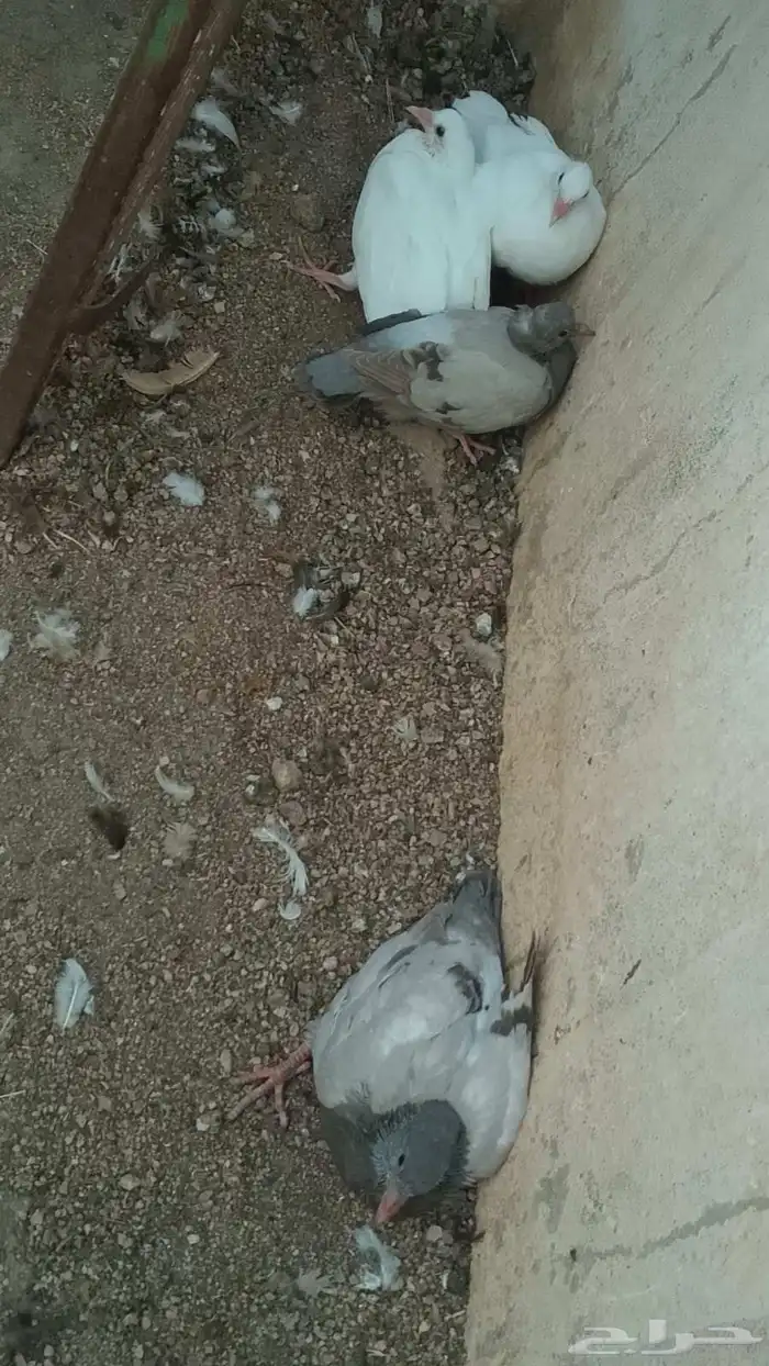 زغالين حمام فرنسي سوبر جامبو لاحم شحم 3