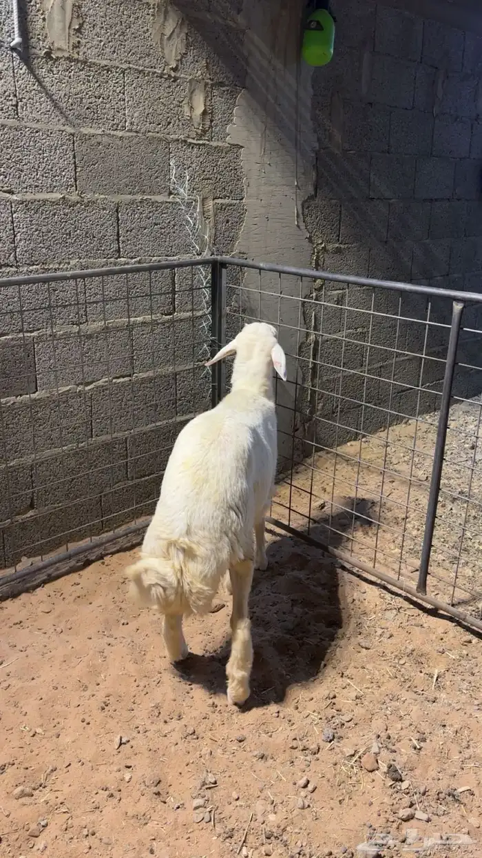 خروف حري مشروع فحل 0