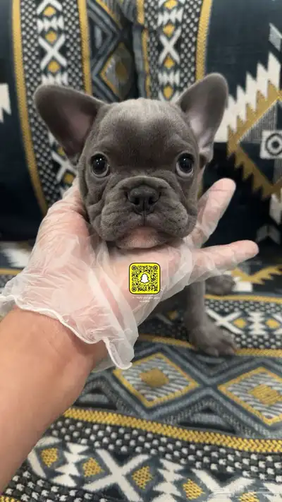 انثى فرنش بولدج مستوى عالي index