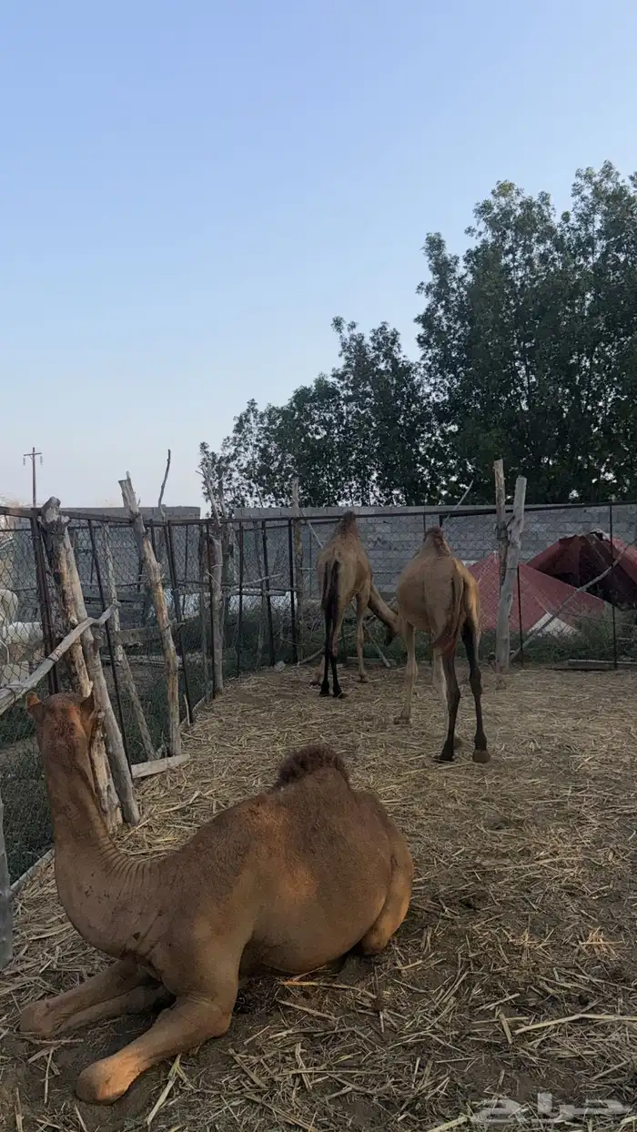 قعدان وعجل 0