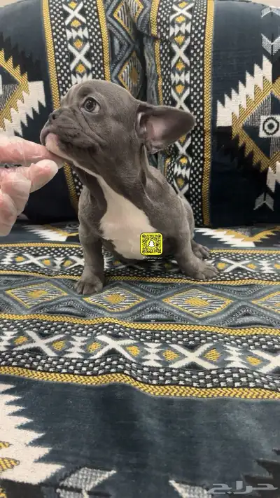 انثى فرنش بولدج مستوى عالي index