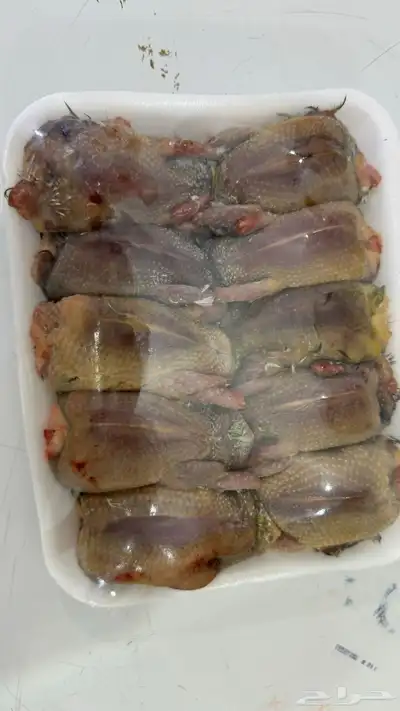 وصول الصفاري الصفارا واشياء ثانيه معه index