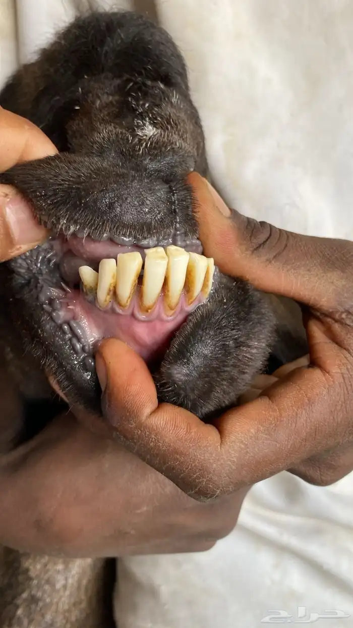 للبيع شاه ساكنيه صنف فاخره 1