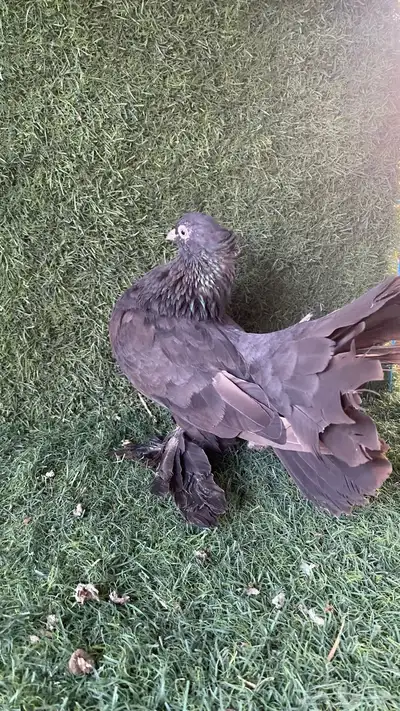 حمام رقاص هندي فاخر احجام طيبه index