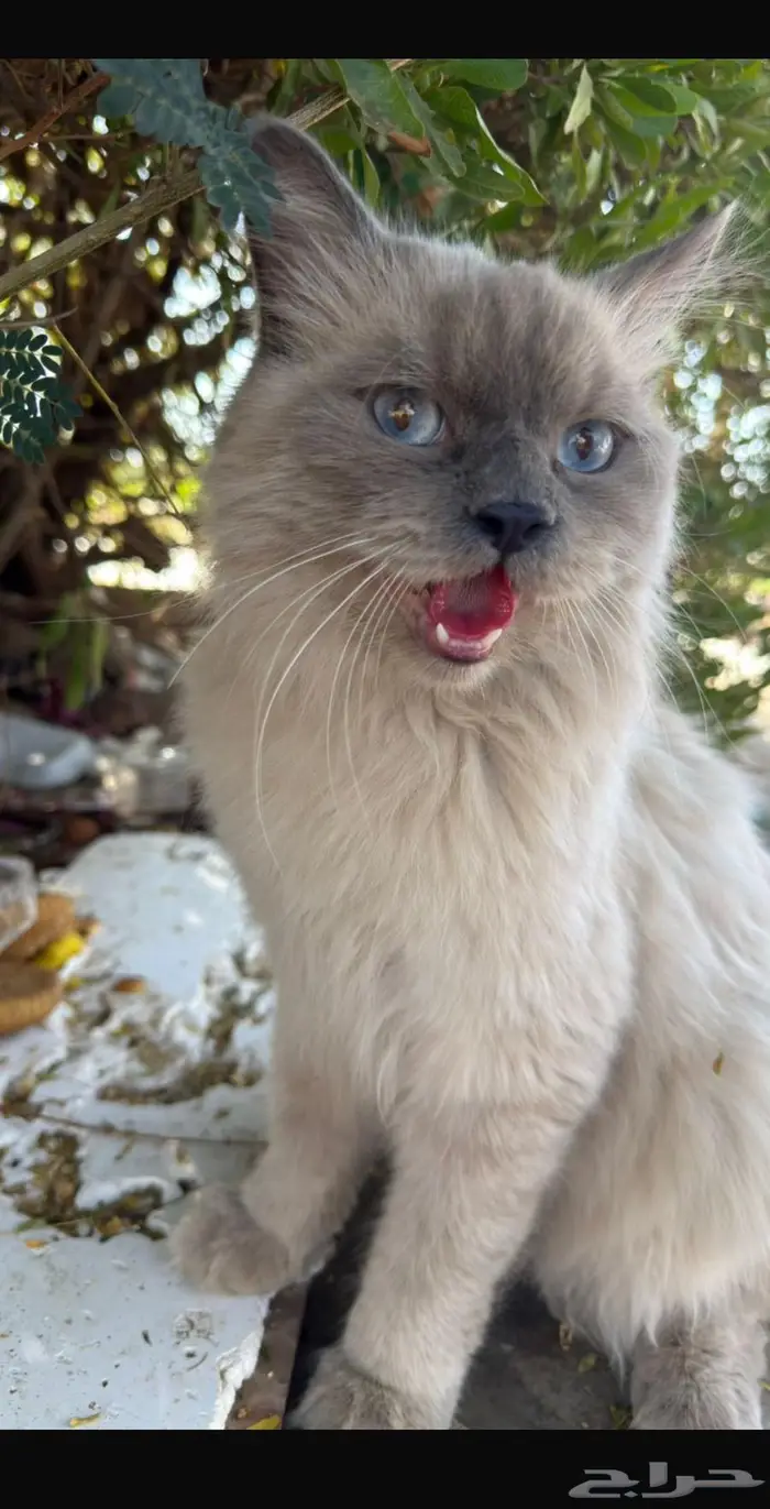 مكافأة لمن يجدها 0