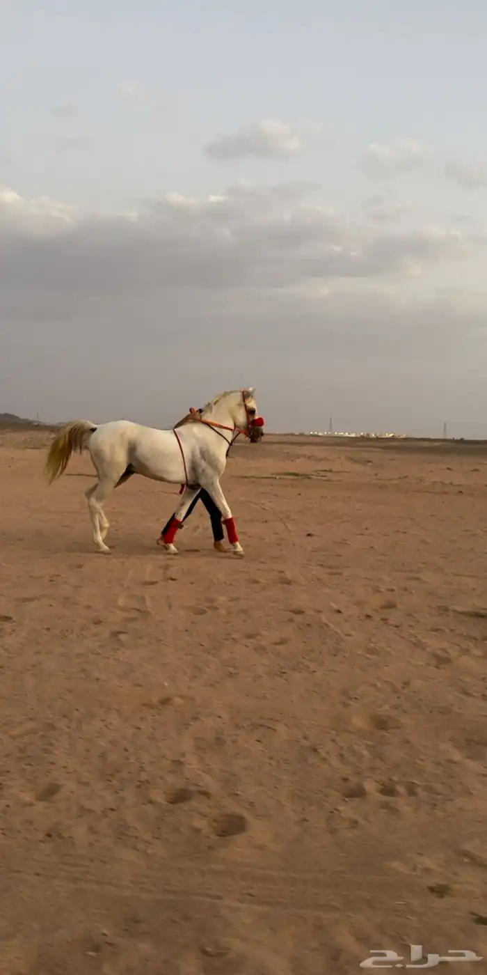 حصان ورق عربي 0