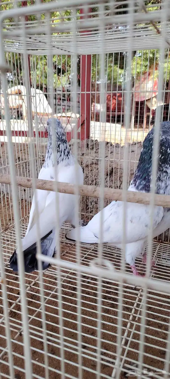 حمام بكستاني 2