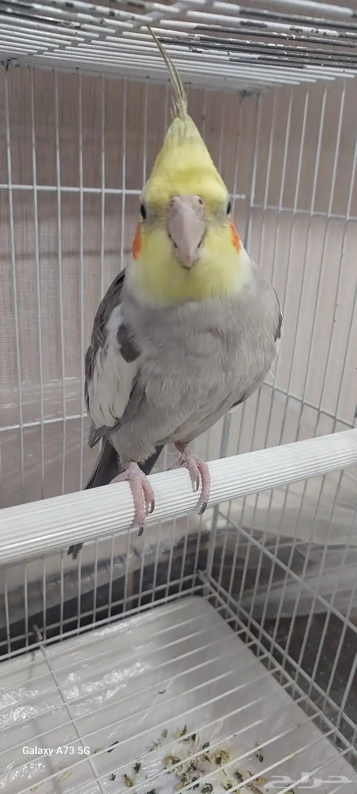 للبيع كروان ذكر حبة واحدة 0