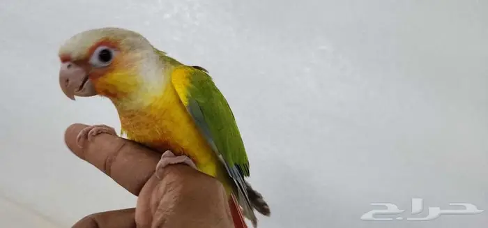 كنيور اليف وهدد 4