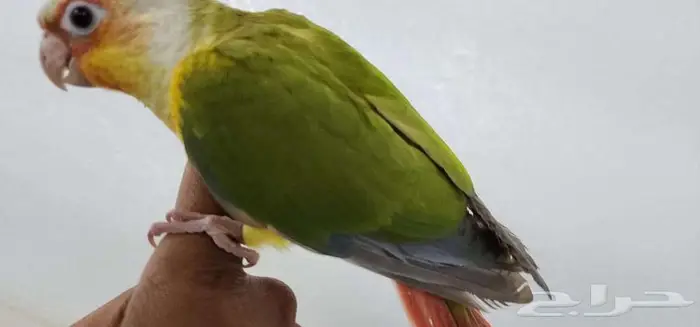 كنيور اليف وهدد 2