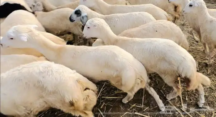 رخيل طيبة 2
