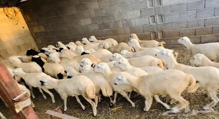 رخيل طيبة 0