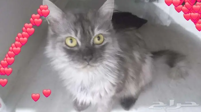 قطه انثى هيملايا 1