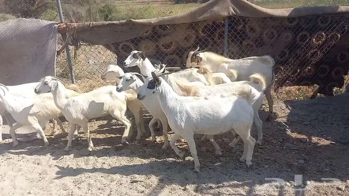 معزا مقاني 0