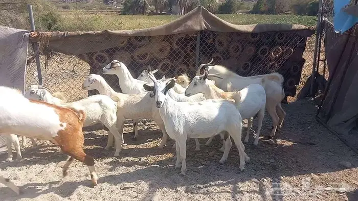 معزا مقاني 2