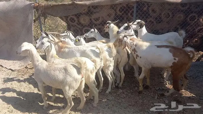 معزا مقاني 3