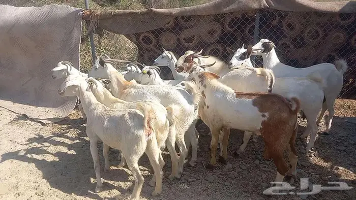 معزا مقاني 1