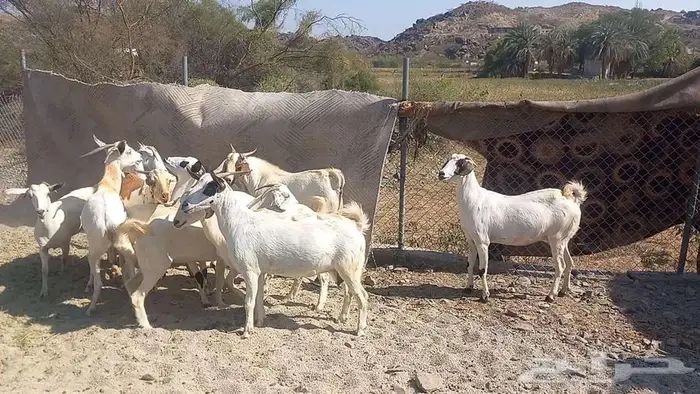 معزا مقاني 4