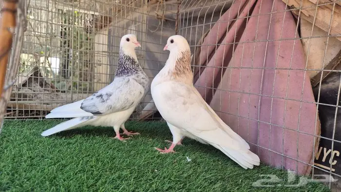 قطايف فواخر 0