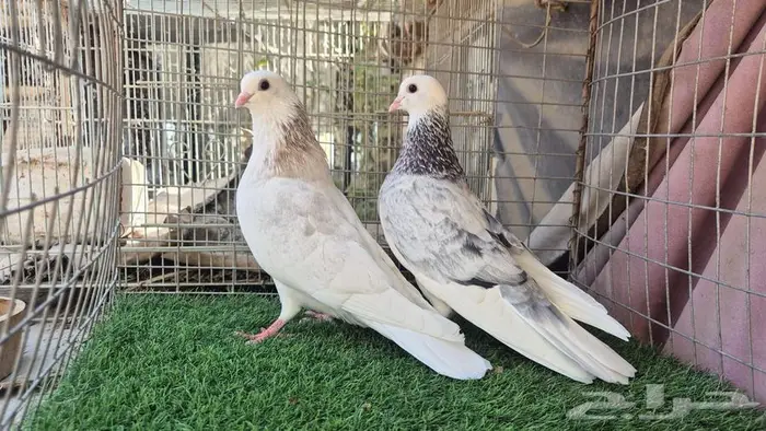 قطايف فواخر 2