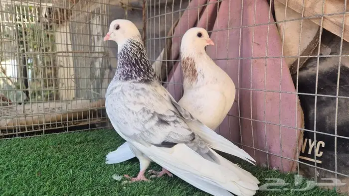 قطايف فواخر 1