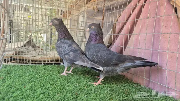 قطايف فواخر 9