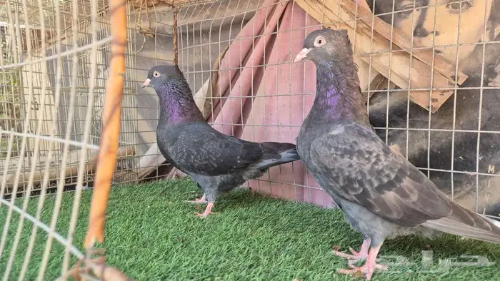 قطايف فواخر 12