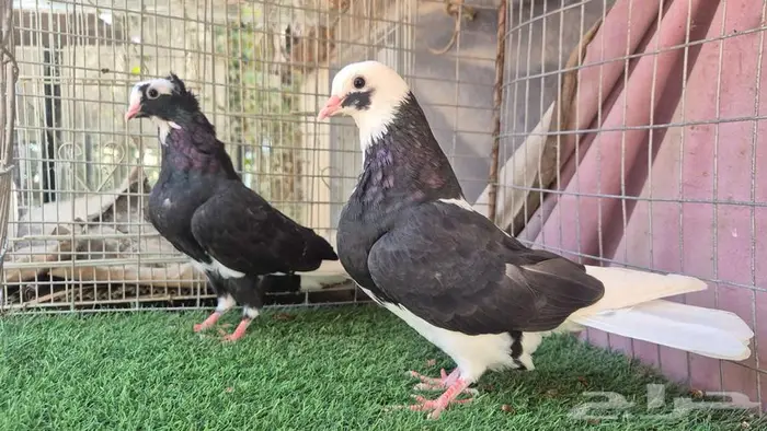 قطايف فواخر 13