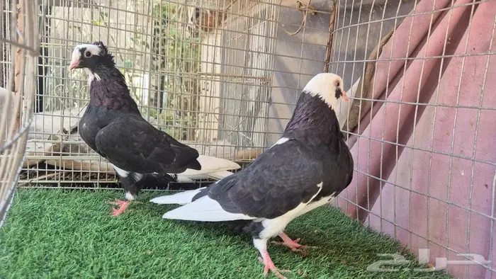 قطايف فواخر 14