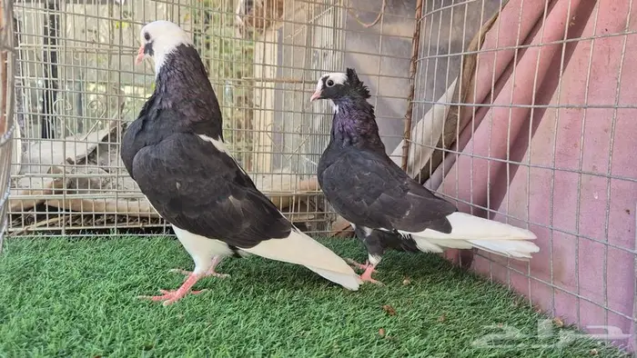 قطايف فواخر 15