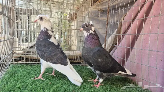 قطايف فواخر 3