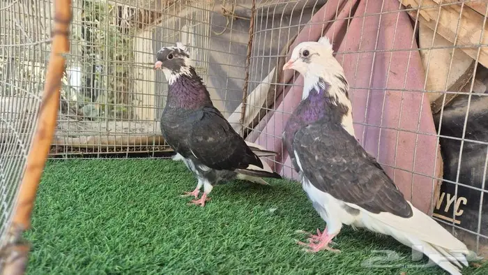 قطايف فواخر 5