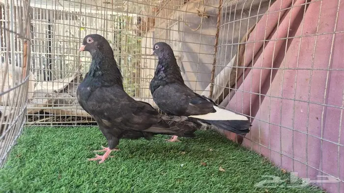 قطايف فواخر 6