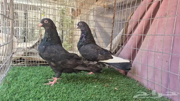 قطايف فواخر 7